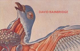 Stripped Bare - The Art of Animal Anatomy - David Bainbridge - book