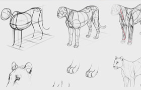 Class101 - Monika - Learn Animal Anatomy to Draw Realistic Animals from Imagination