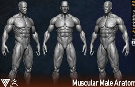 Artstation - Muscular Male Anatomy (Human Base mesh) - 3dmodel