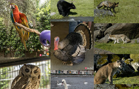 6类动物参考照片素材