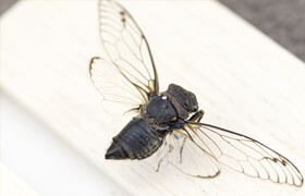 Artstation - Cicada reference photo pack - 参考照片