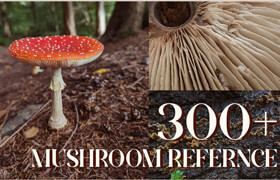 Artstation - Reference pack  300+ Mushrooms images - 参考照片