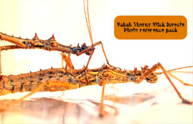 Artstation - Sabah Thorny Stick Insects - 参考照片