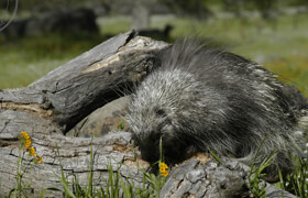 New Masters Academy - Reference Image Library - Porcupine