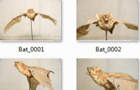 25张蝙蝠的参考图片