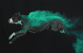 Udemy - Color Cloud Photography For Pets