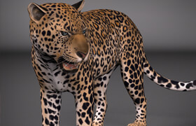 Gumroad - Leopard Maya Rig - 模型