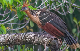 Udemy - Wildlife and bird photography made easy