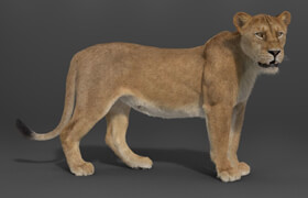 Cgtrader - Female Lion Rigged VFX Grace (Blender)