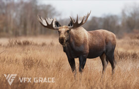 VFX Grace - Moose Male Animated - 模型