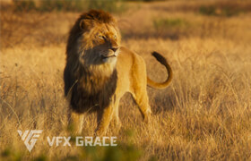 VFX Grace - Lion Animation