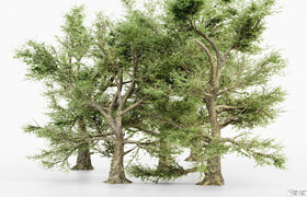 Cgtrader - American Sycamore tree collection 3D model