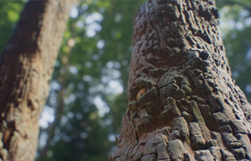 Gumroad - Tree Bark Creation - Substance Designer Tutorial