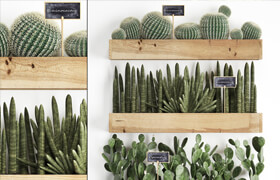 Collection of plants vertical gardening in wooden wall pots shelves with Cacti, cereus, sansevieria, Prickly pear. Set 42.